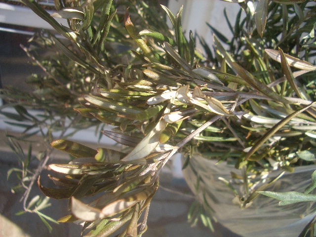 Olivenblätter - trocken