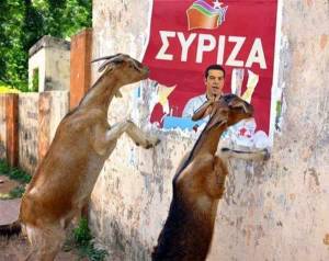 ziegen-syriza