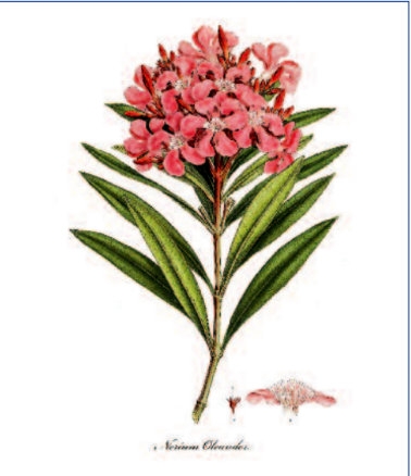 Flora Graeca Nerium Oleander