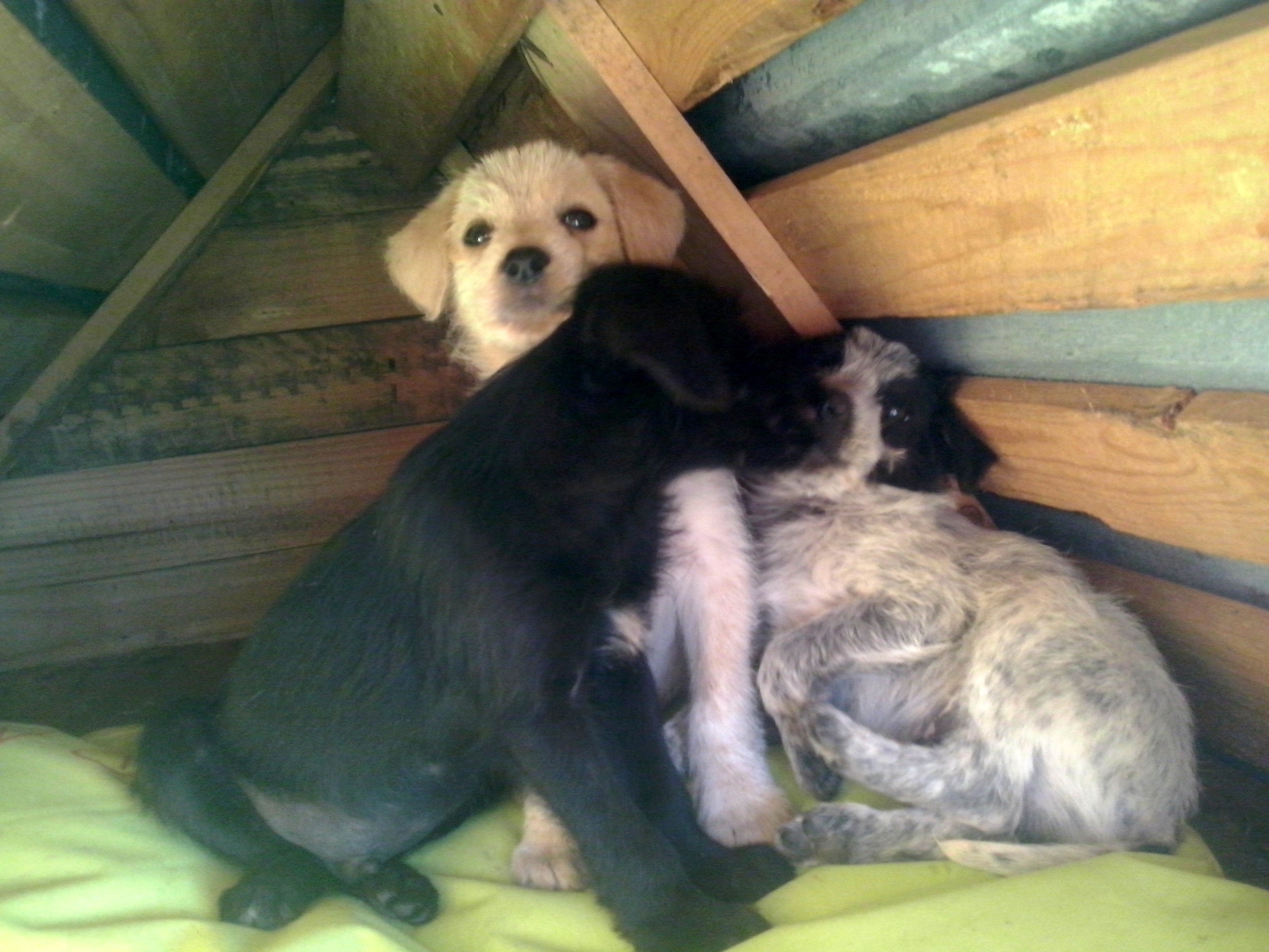 Hilferuf für 200 Hunde auf Kreta. Radio Kreta