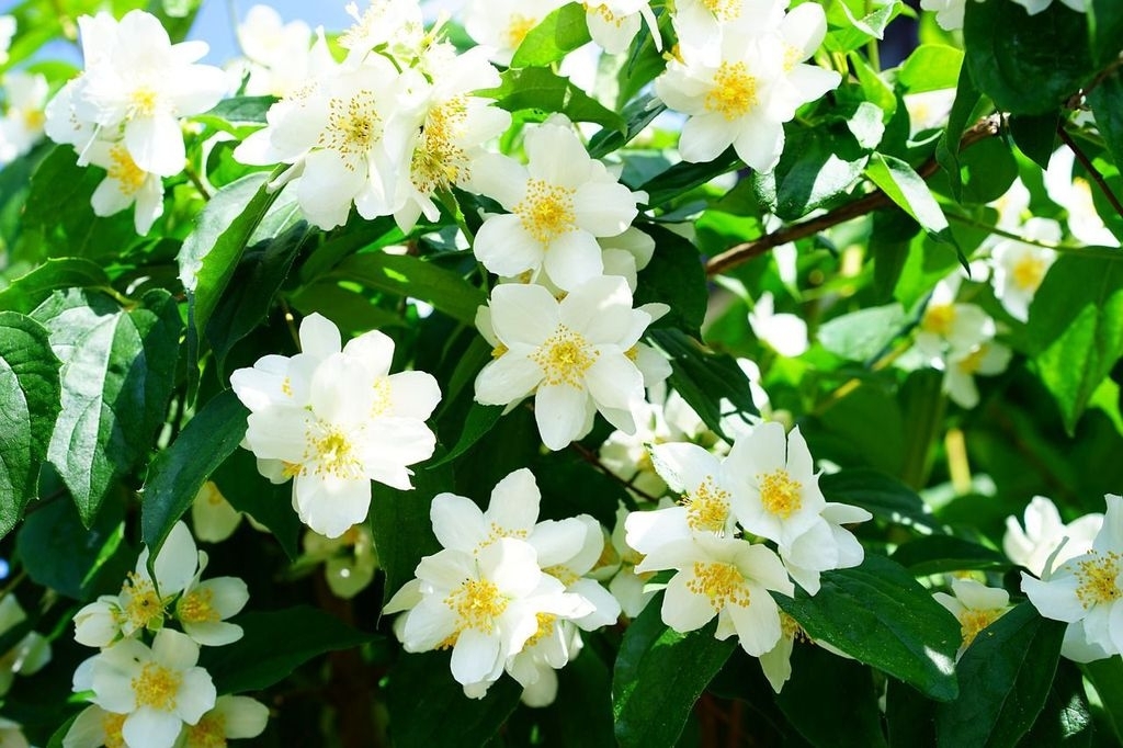 Aus unserem Garten Jasmin Betörende Blüten. Radio Kreta