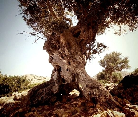 Olivenbaum Lassithi