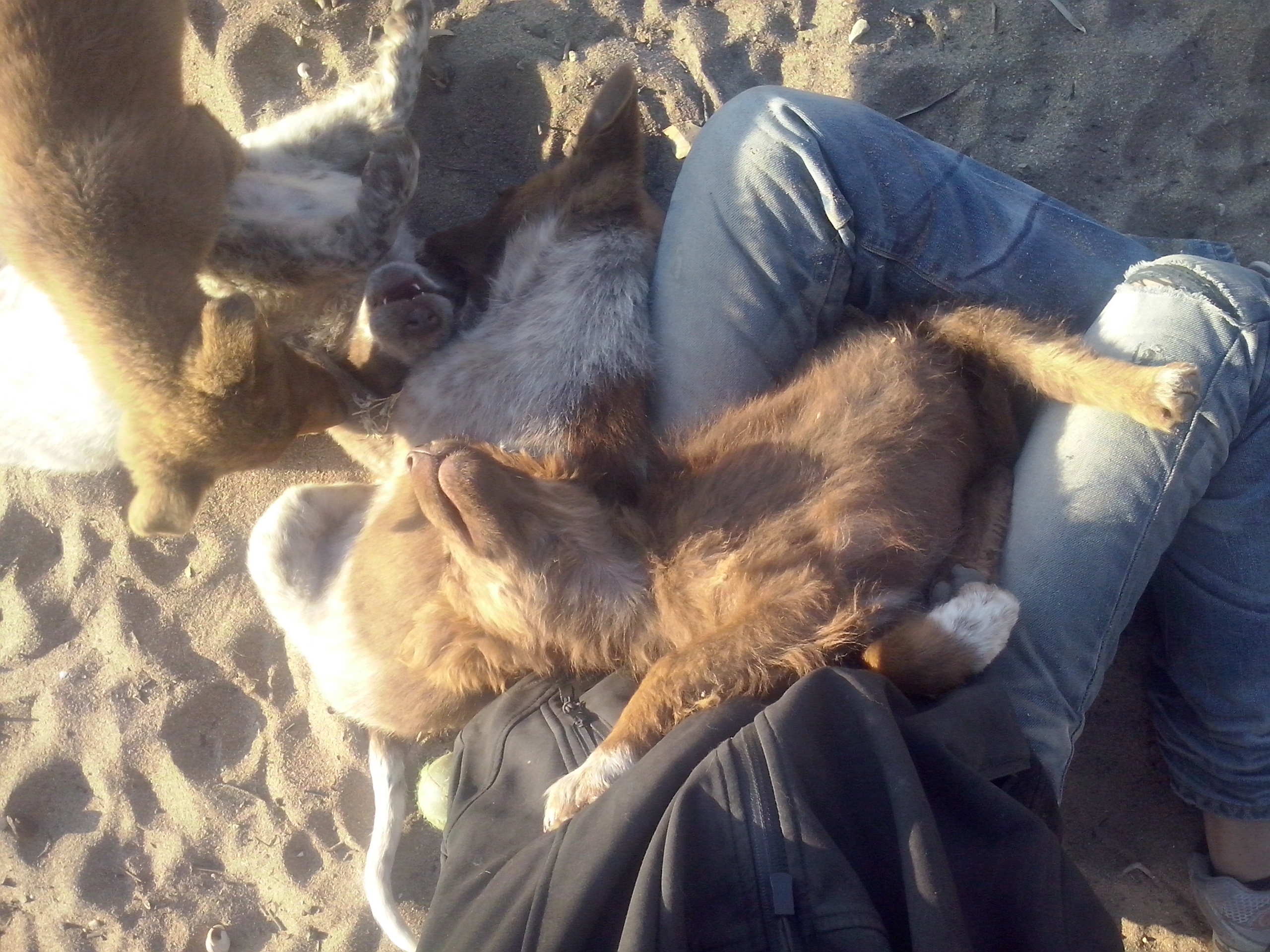 PAWS Kuddelmuddel auf Mamas Schoss