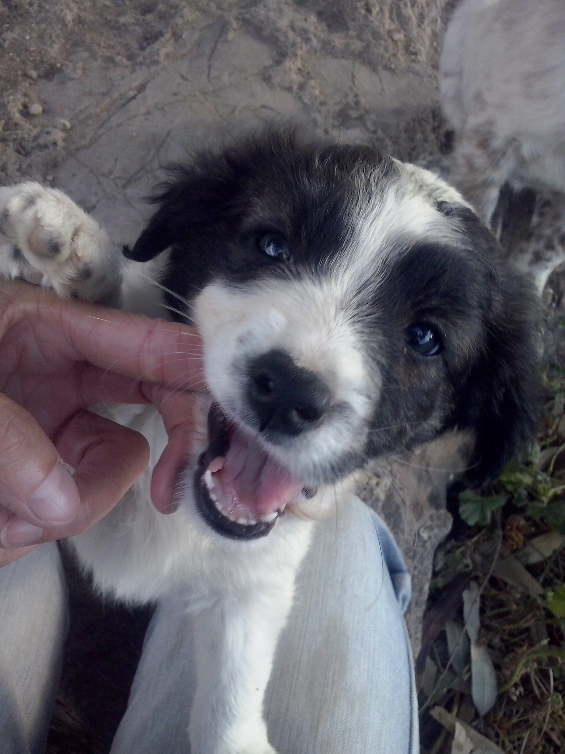 PAWS an Mami rumknabbern