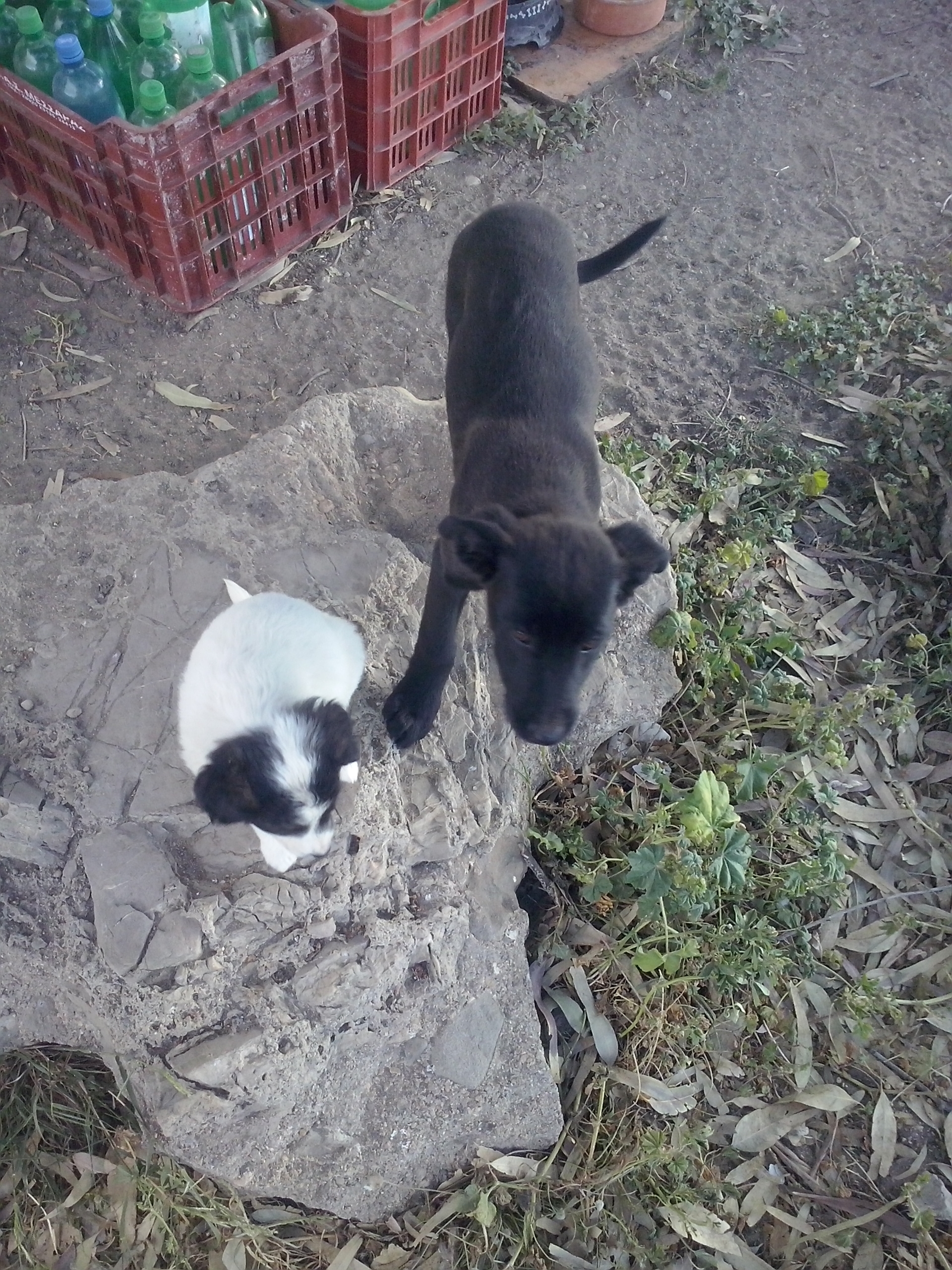 PAWS eben noch Baby, jetzt schon fast gross