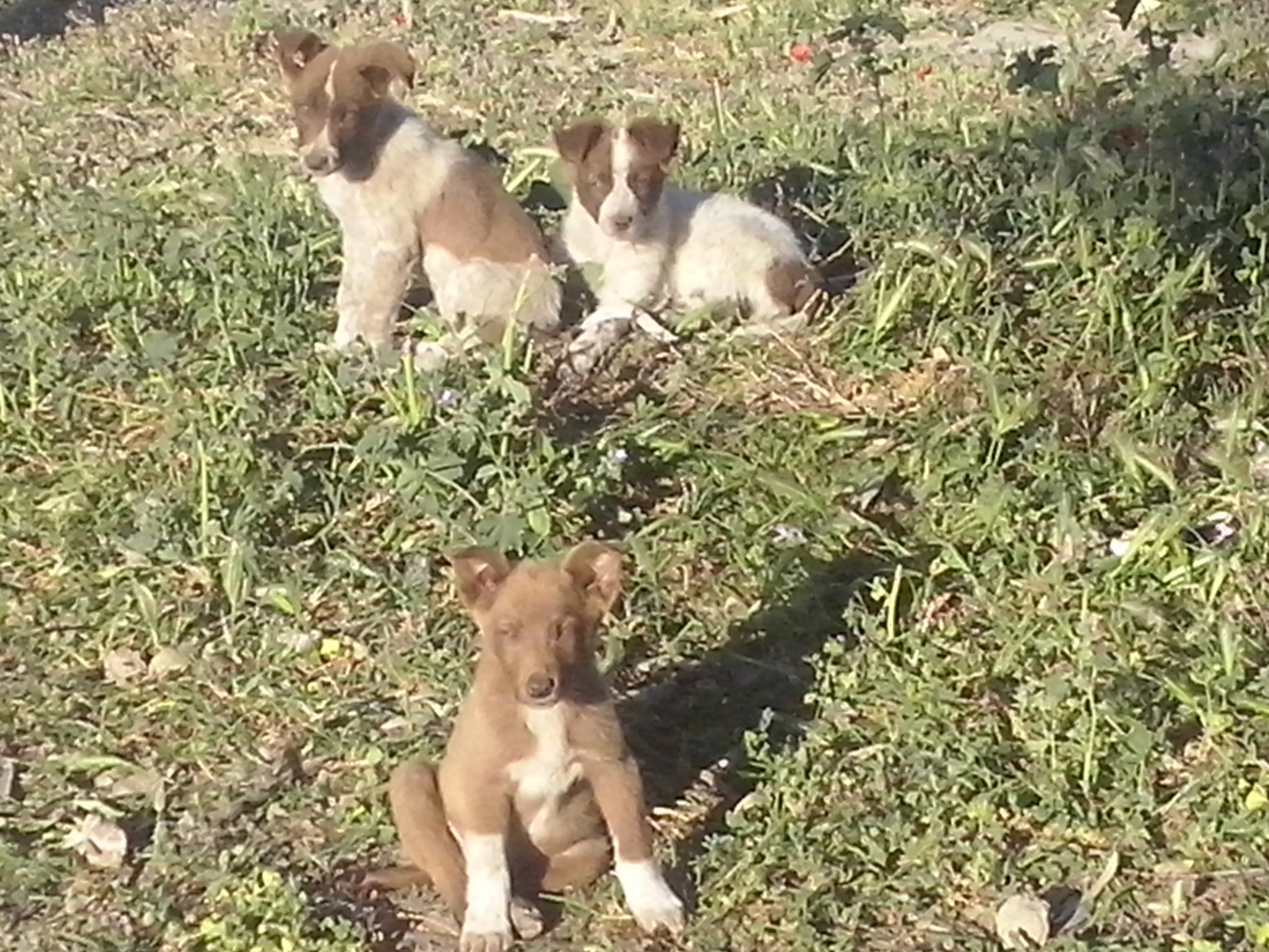 PAWS is was, Puppe