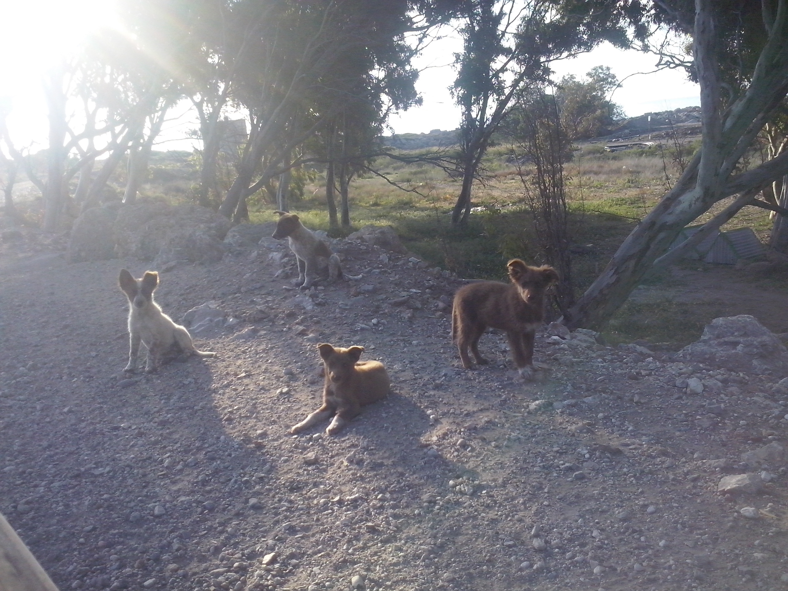 PAWS morgendliches Empfangskommittee