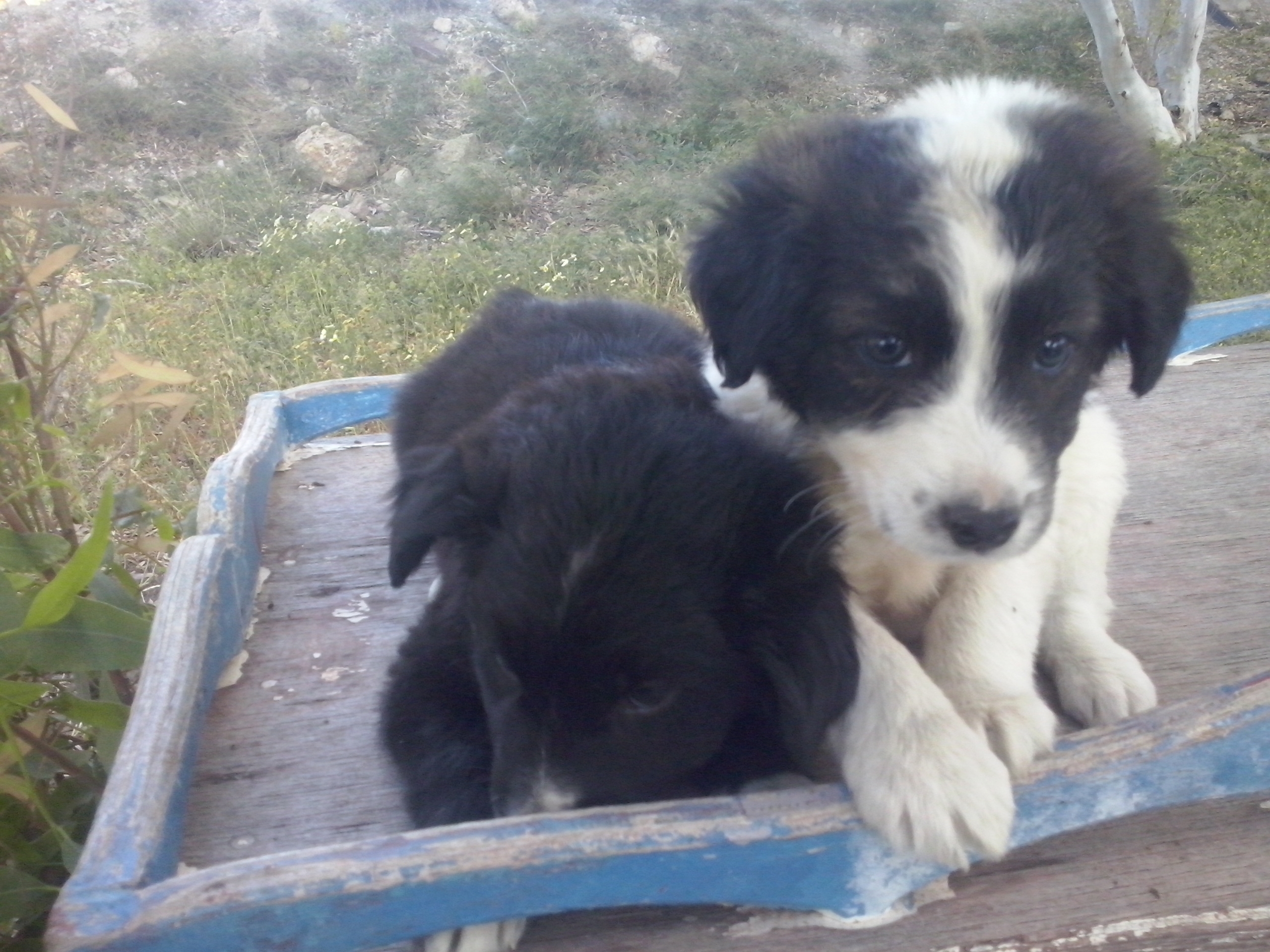 PAWS neue Babies schwarzschwarzweiss