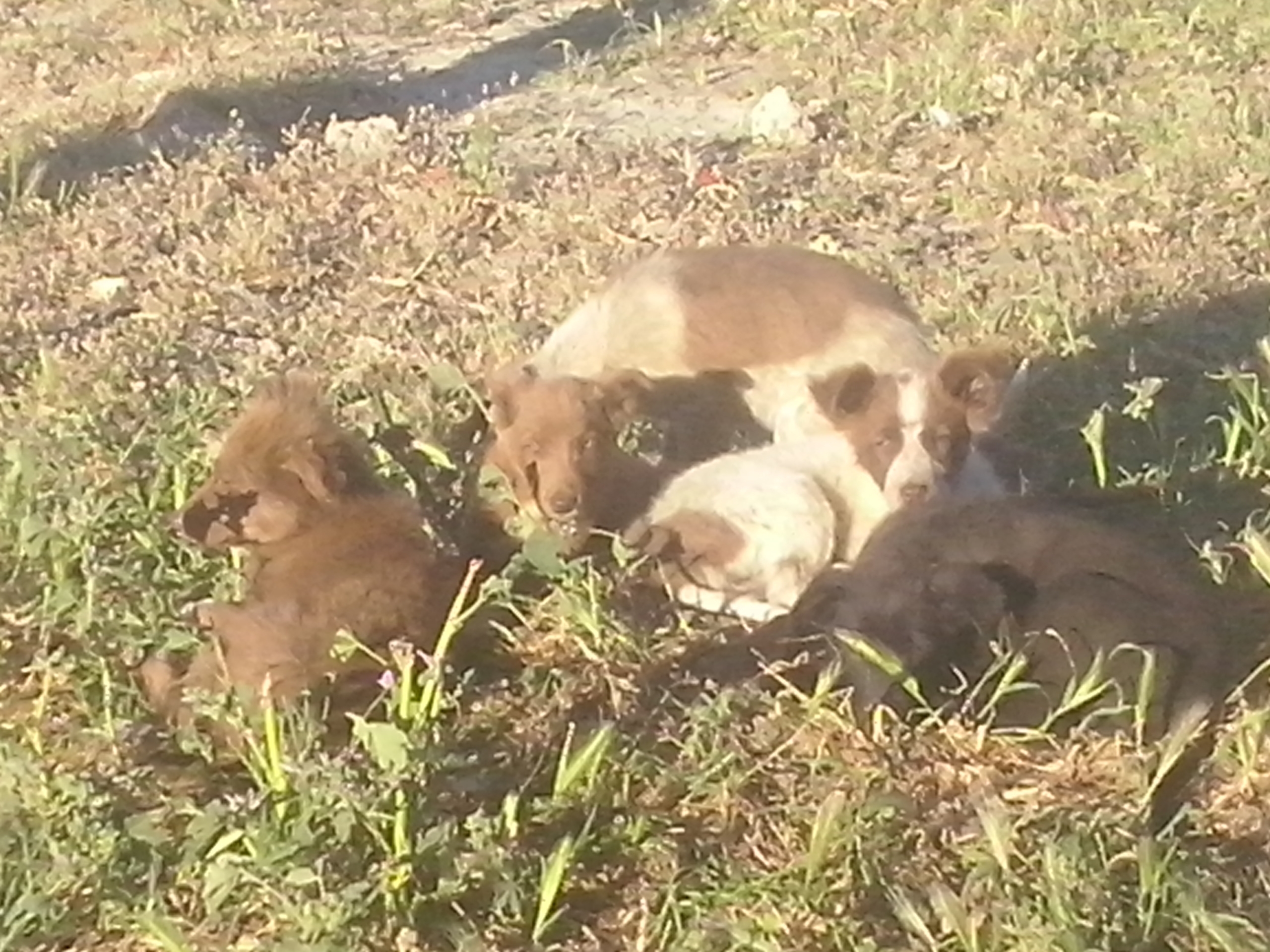 PAWS puppies lazing in the sun