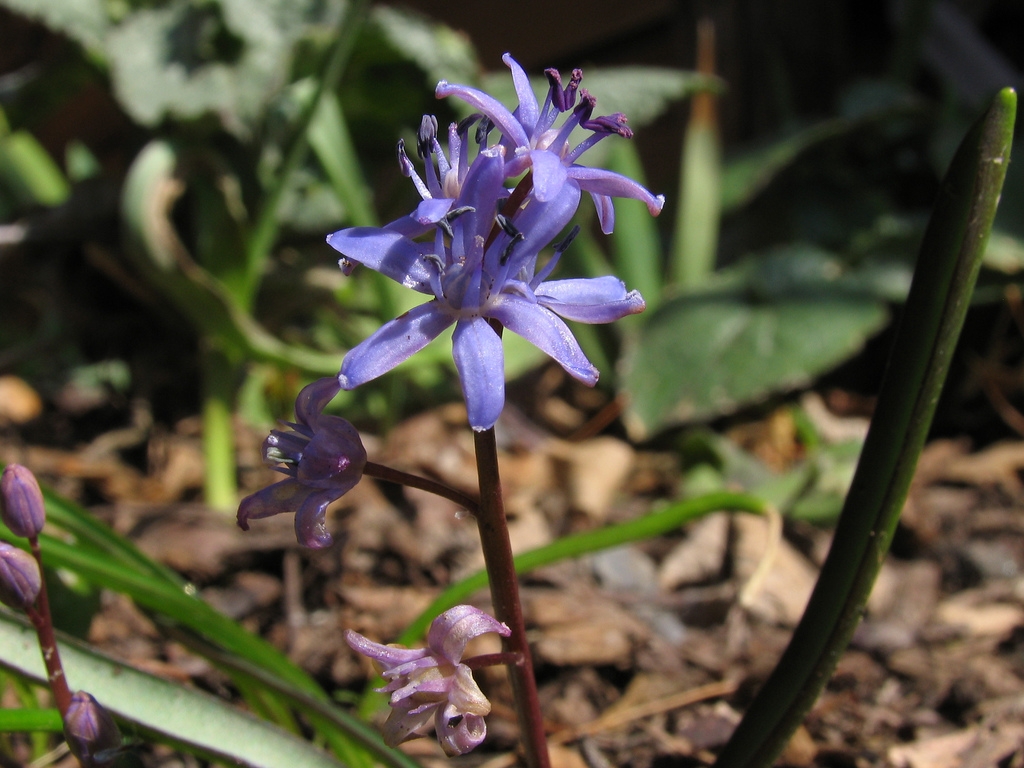 Blaue Blume Scilla cydonia