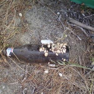 bierflasche-schnecken