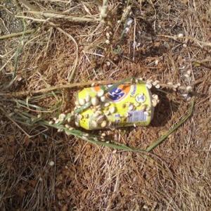 fantadose-schnecken
