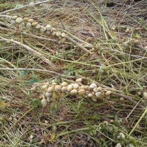 schnecken-ast-1
