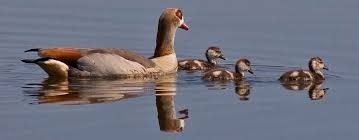 Nilgaensefamilie schwimmend