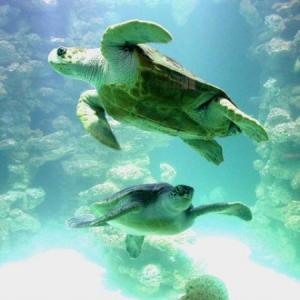 Caretta Caretta - Mit einem Klick zu den griechischen Meeresschildkröten